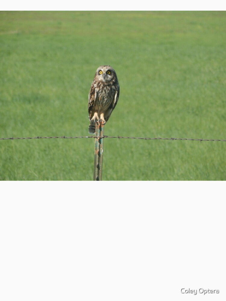 Short-eared Owl by Coley Optera