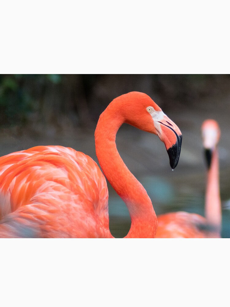 Flamingo Dreams by Jacquelie