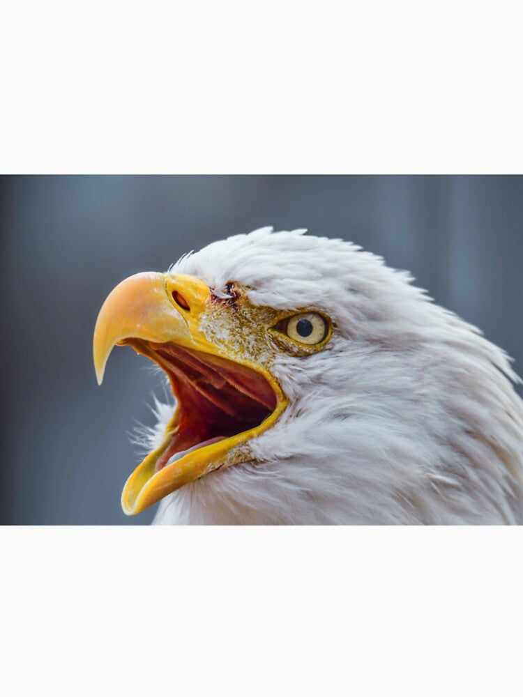 bald eagle head close up by aim4adventure