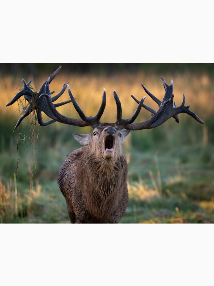 Red Deer roaring by JackBranscombe