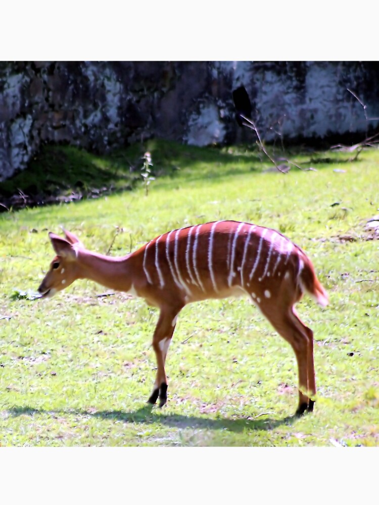 STRIPES by BOLLA67