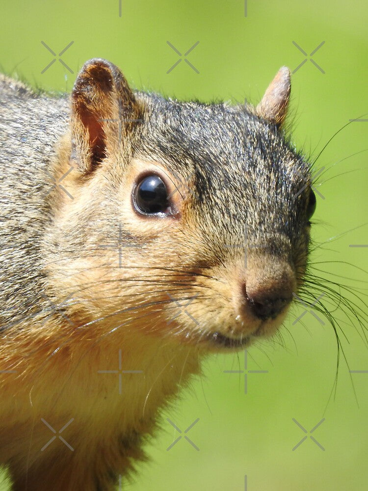 Squirrel Close-up by priesterjen