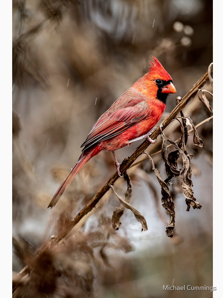 Northern Cardinal by Michael Cummings
