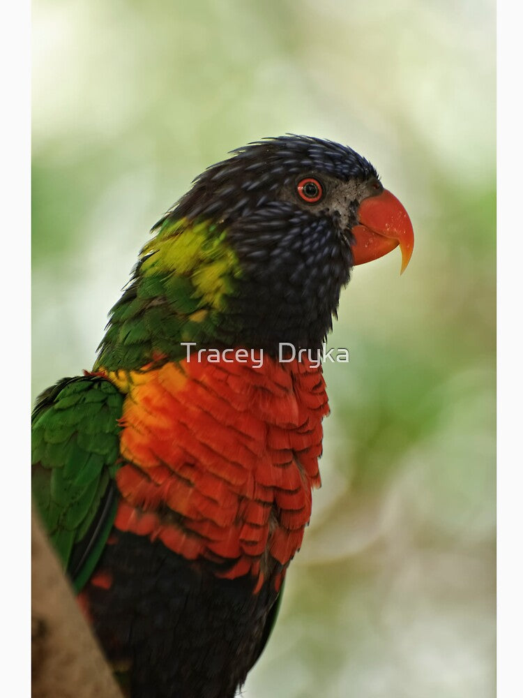 Did you say Nectar! by Tracey  Dryka