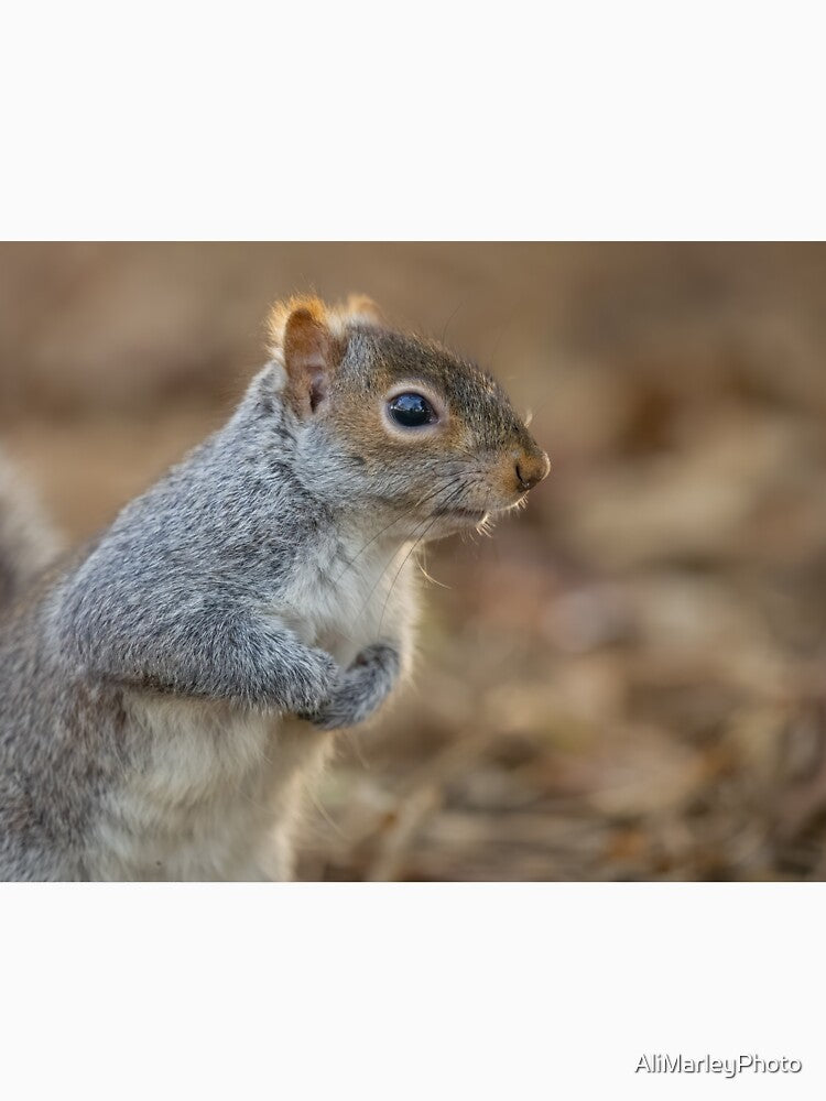 Squirrel by AliMarleyPhoto