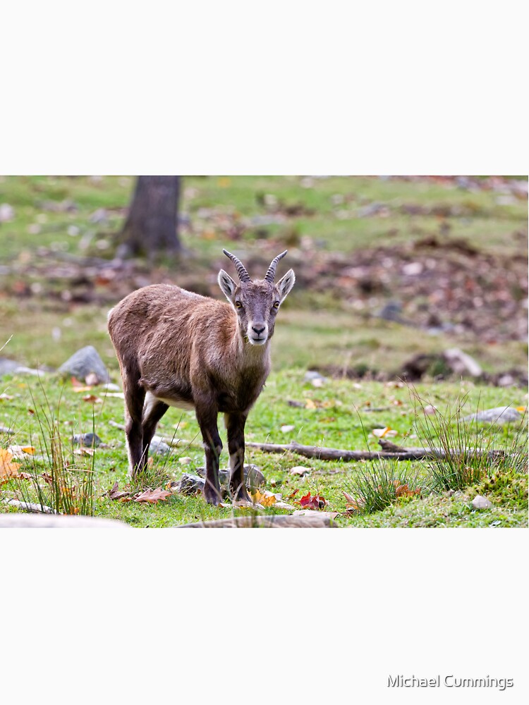 Baby Ibex by Michael Cummings