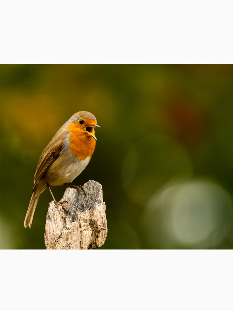 Robin Singing by JackBranscombe
