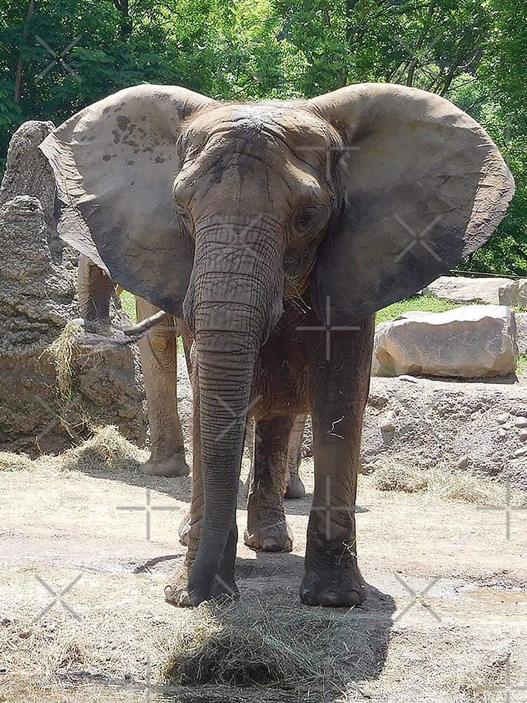 African Elephant by priesterjen