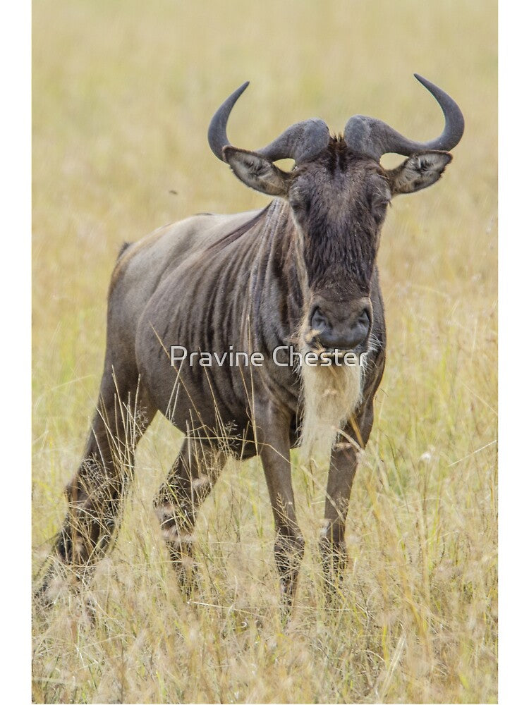 Wildebeest by Pravine Chester
