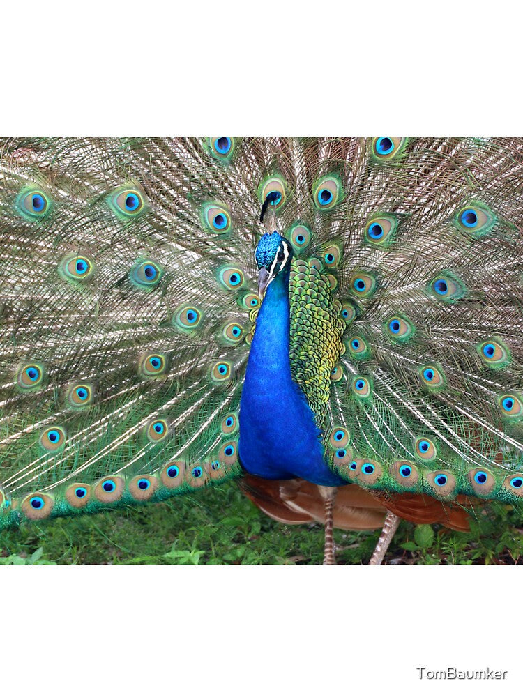 PEACOCK by TomBaumker