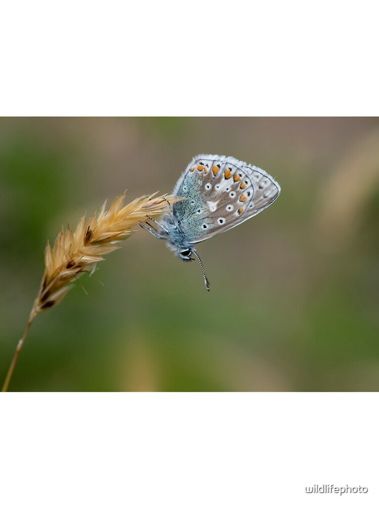 Common Blue Butterfly by wildlifephoto