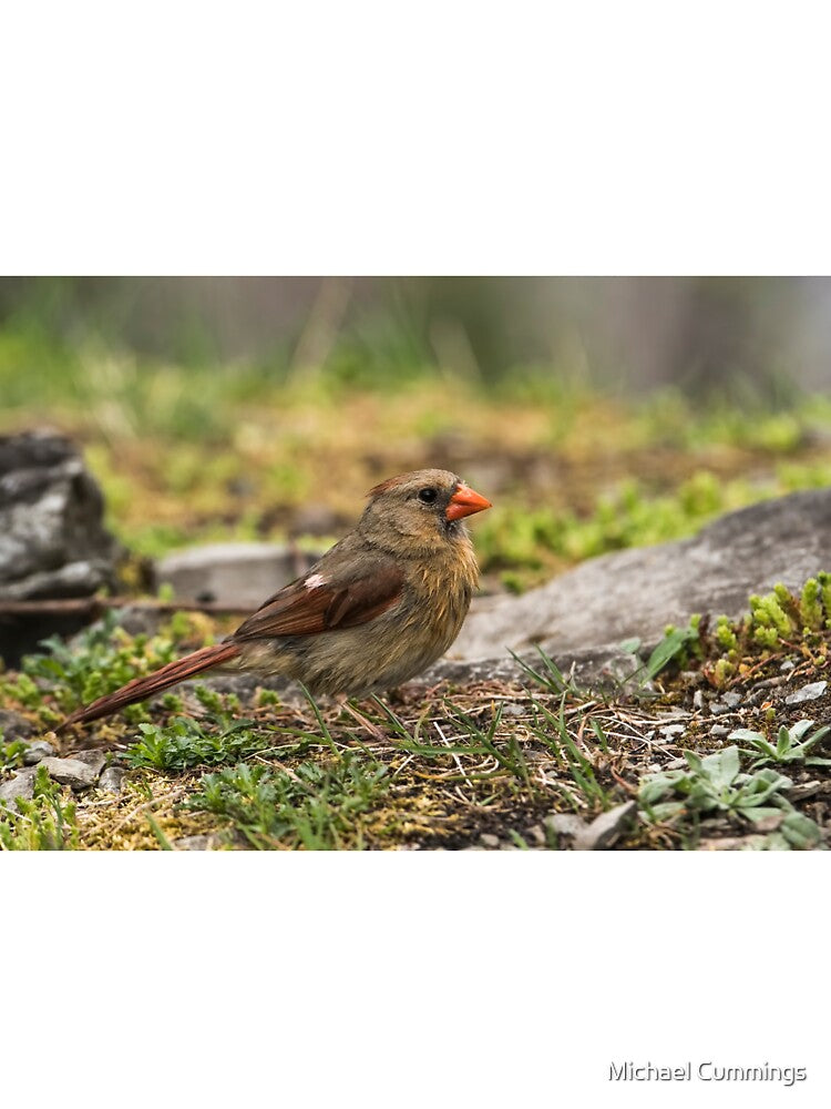 Female Northern Cardinal by Michael Cummings