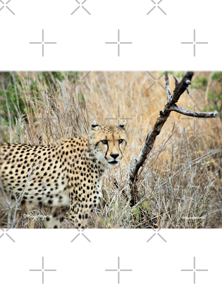 A MOMENT IN TIME - THE CHEETAH - Acinonyx jabatus by Magriet Meintjes