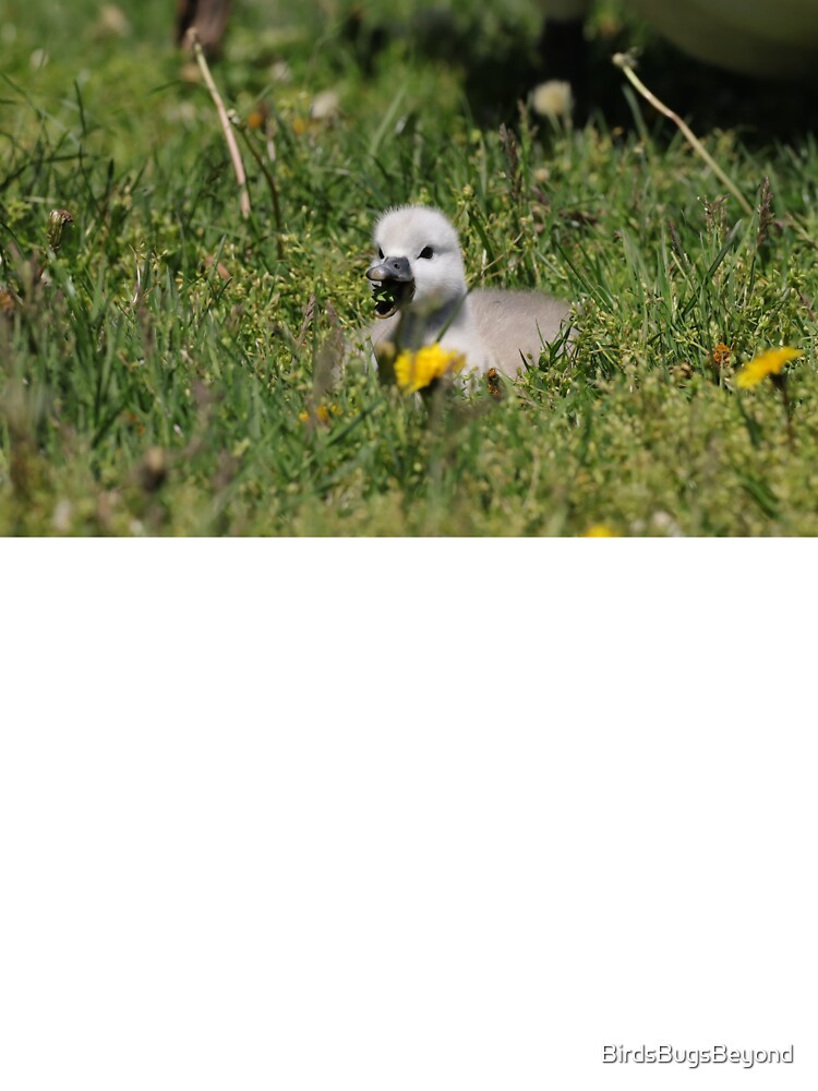 Baby Swan eating by BirdsBugsBeyond