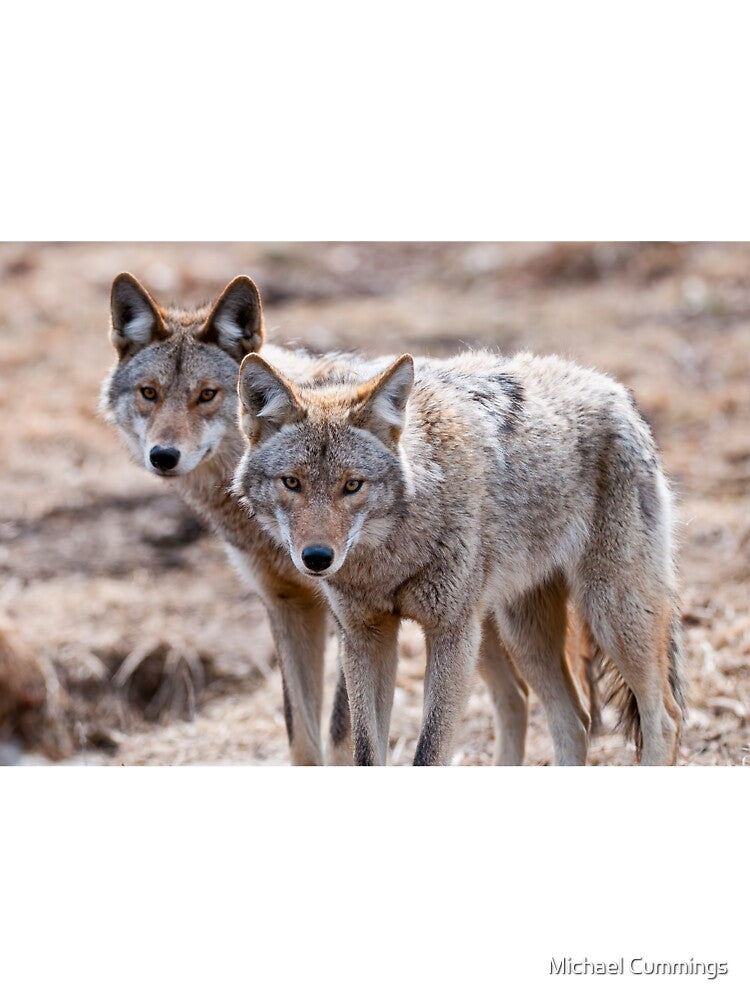 Coyotes by Michael Cummings