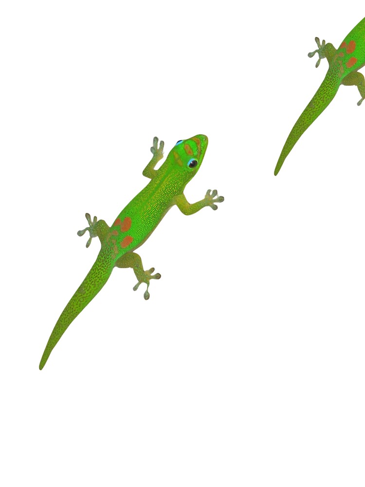 Green Gecko by AlohaFromOahu