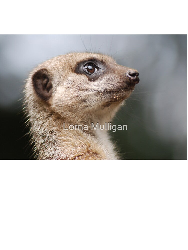 Searching the Skies by Lorna Mulligan