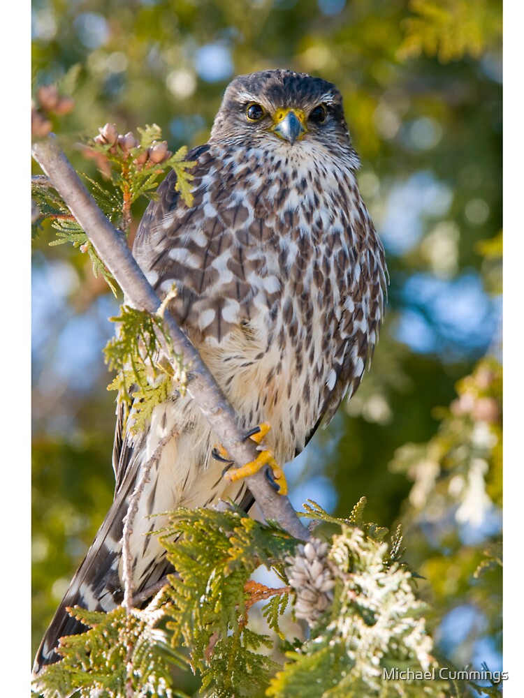 Merlin Falcon by Michael Cummings