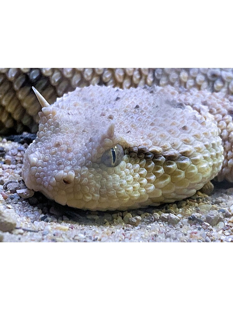 SIDEWINDER EYE TO EYE by BOLLA67