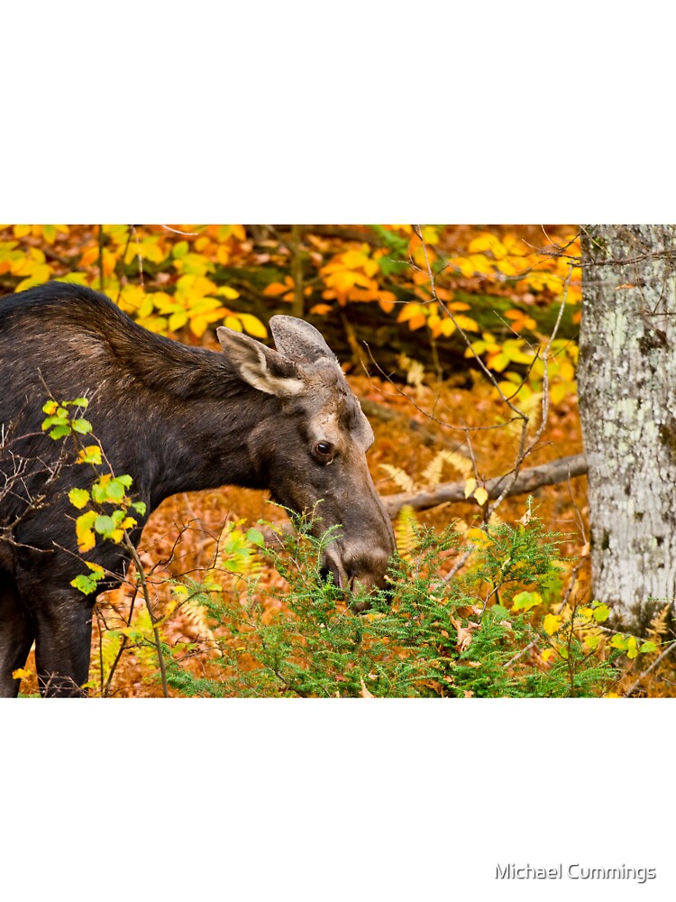 Female Moose by Michael Cummings