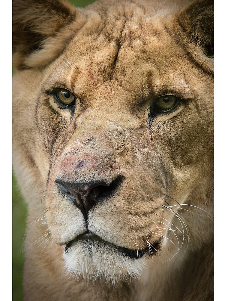 Lion by Conservation Art Emporium
