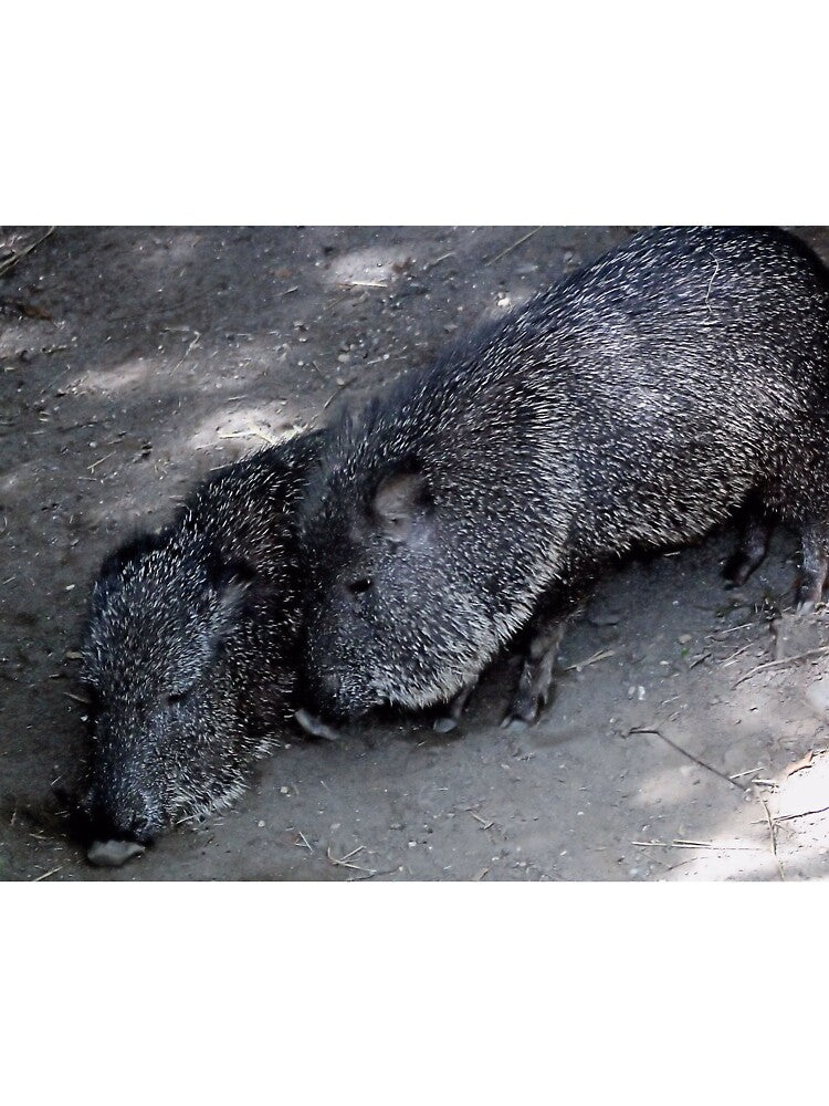 PECCARY by BOLLA67