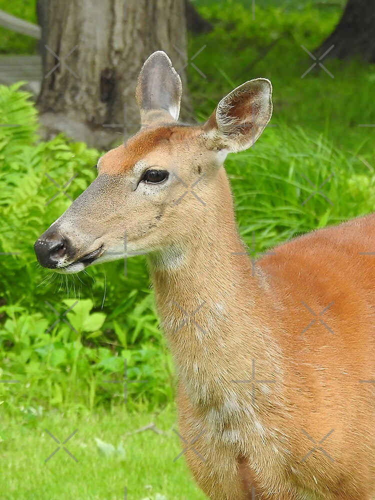 Summer Doe by priesterjen