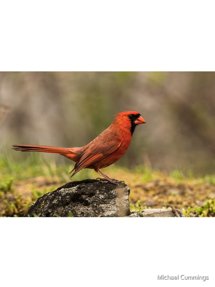 Male Northern Cardinal by Michael Cummings