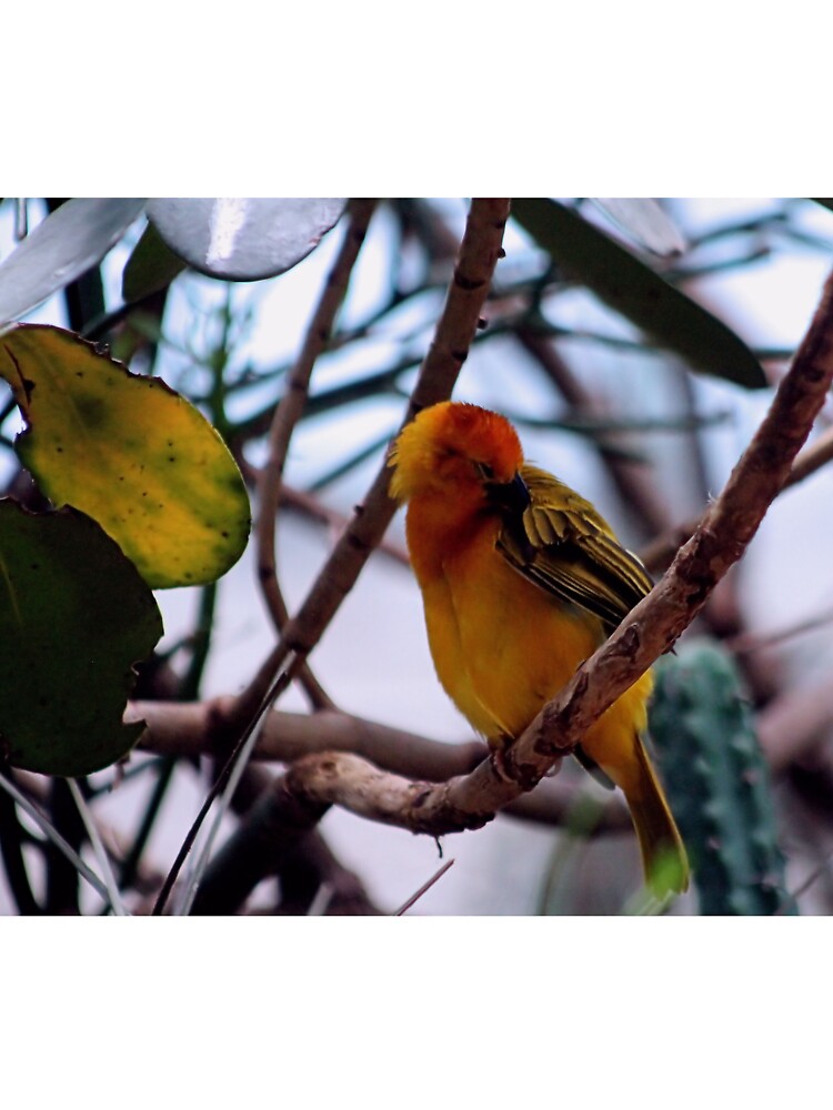PREENING,CLEANING by BOLLA67