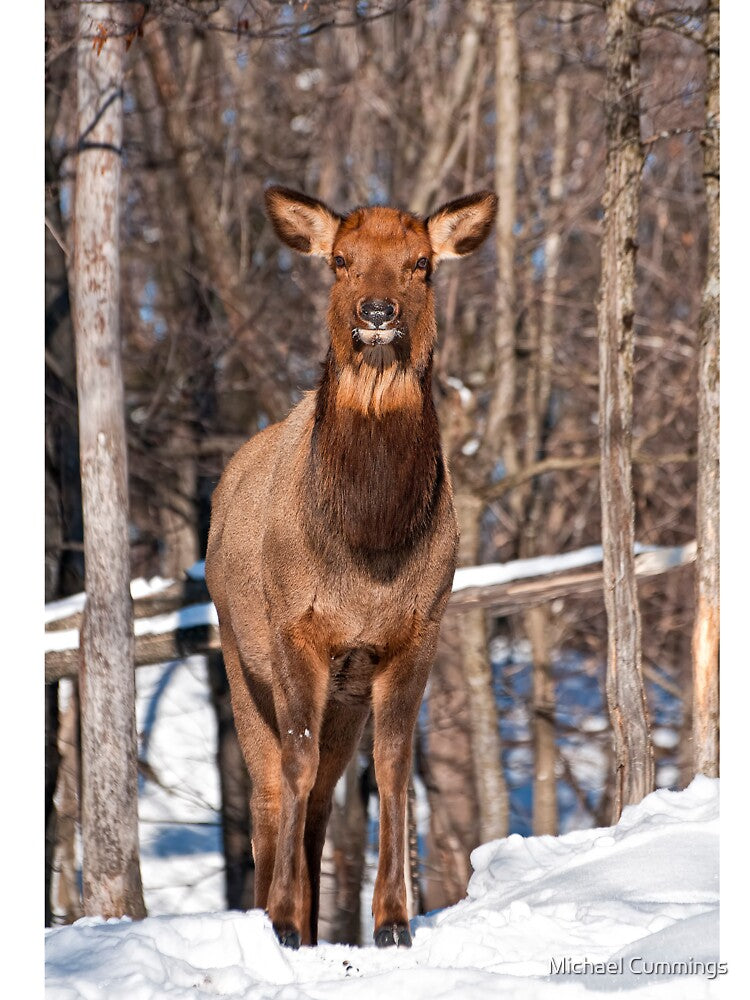 Elk by Michael Cummings