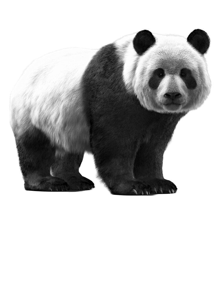 Giant Panda – Black & White Wildlife Portrait by Massimo Righi