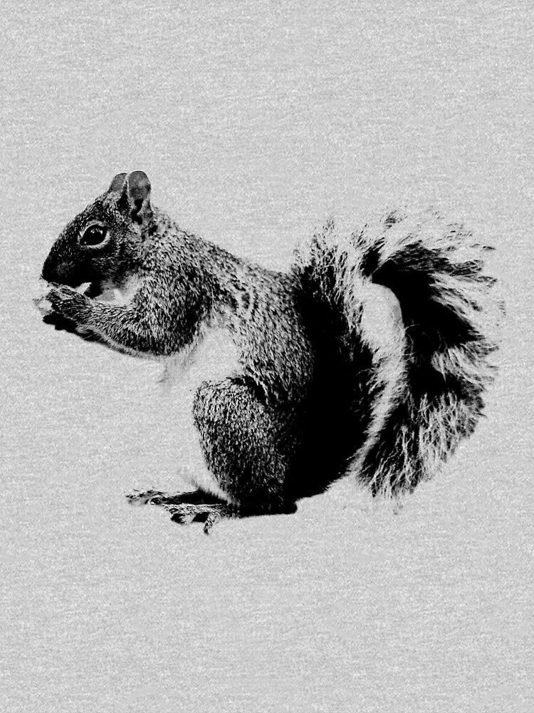 Squirrel Eating Acorns. Wildlife Digital Engraving Image by Digital Eclectica