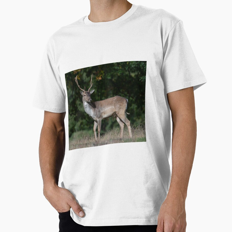 Fallow Deer Buck by DonMc